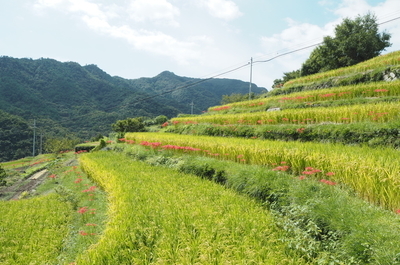 秋の実り 小豆島へ 小 豆 島 B L O G