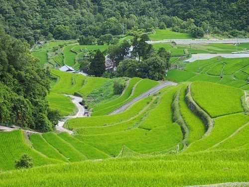 中山千枚田 のオーナーを募集しています 小 豆 島 B L O G