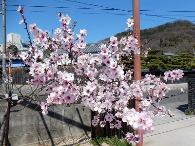 アーモンドの花 小 豆 島 B L O G